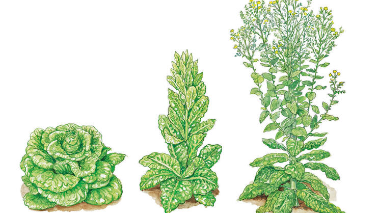 De stappen van een krop sla tot de uitgelopen sla